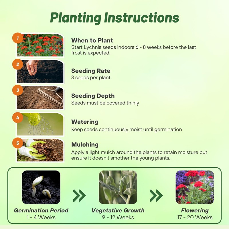 Outsidepride Chalcedonica Lychnis Seeds - 5000 Pcs Perennial Flower Seeds