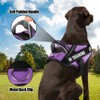 Service Dog Vest Harness and Leash Set, Animire in Training