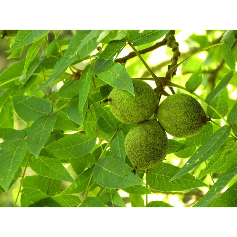 Tree Black Walnut Tree - 12-18" Tall Seedling - Live