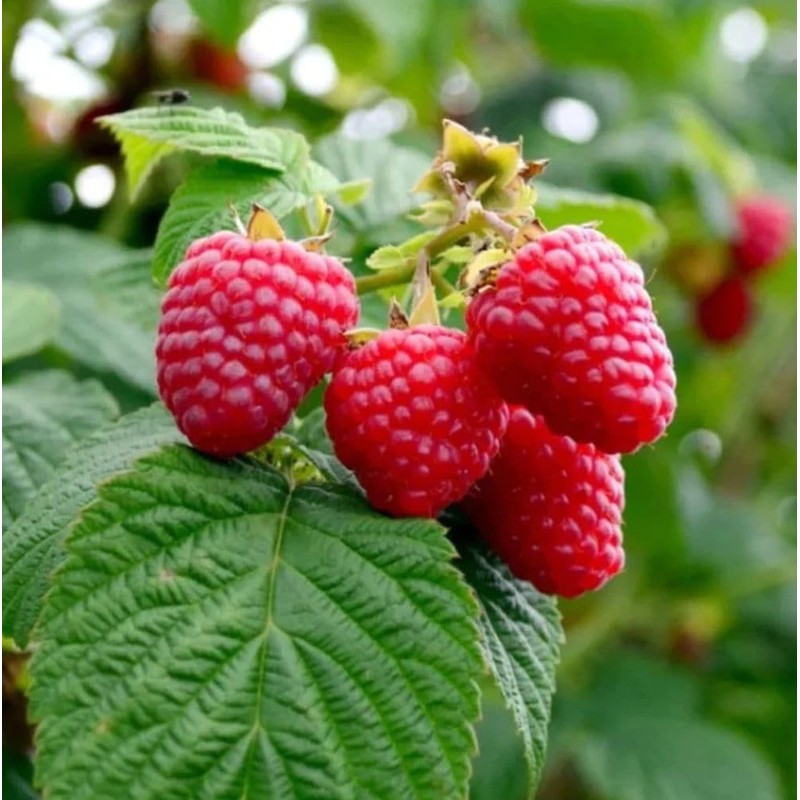 100+ Red Raspberry Seeds: Grow Delicious Heirloom Berries (Non-GMO)