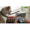 Quotable Cuffs Comforting Dog Memorial Gift - Sympathy or Condolence