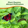 Outsidepride Lovage Vegetable Seeds - 2000 Pcs. Perennial, Easy to