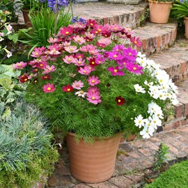 Eden Brothers Cosmos Seeds (Dwarf Early) - Sensation Mix Non-GMO Seeds for Planting, 1 Ounce | Low-Maintenance Flower Seeds, Plant During Spring Season, Zones 10, 2, 3, 4, 5, 6, 7, 8, 9