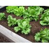 500 Iceberg Lettuce Seeds for planting - Heirloom Non-GMO USA