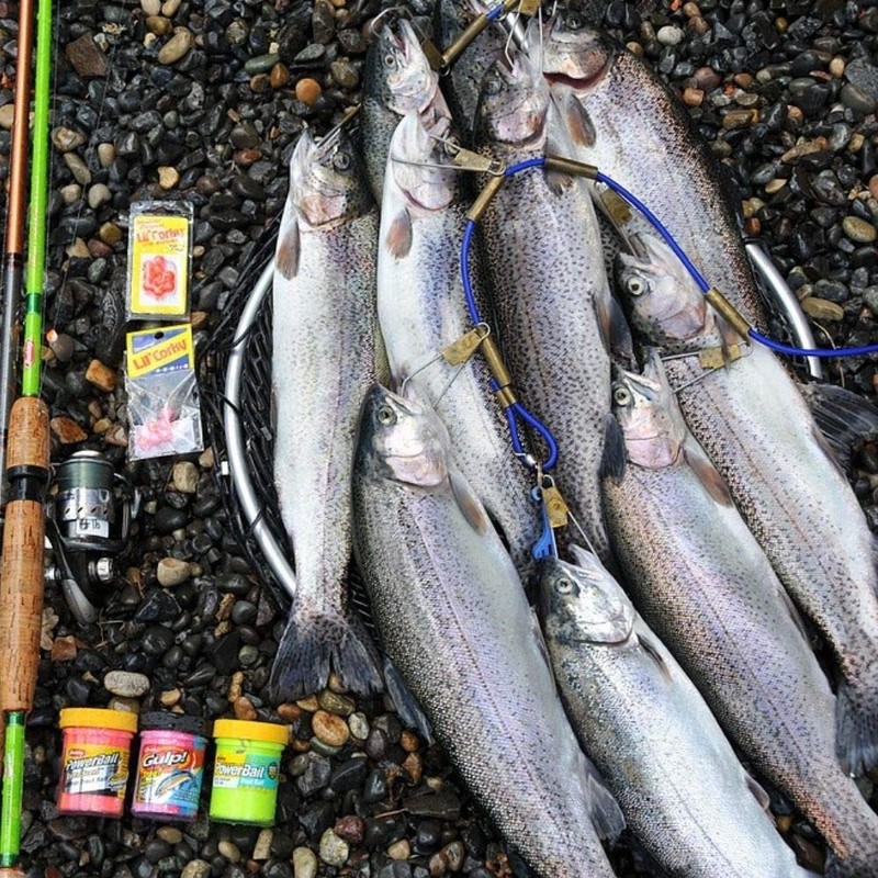 Berkley Paste für Forelle Forellenpaste PowerBait Natural Scent Fish Pellet