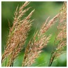 Everwilde Farms - 1/4 Lb Indian Grass Native Grass Seeds