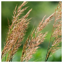 Everwilde Farms - 1/4 Lb Indian Grass Native Grass Seeds - Gold Vault