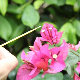 Dranvosk Pollinator Brush for Plants,Hand Pollination Tool for Garden,Fruit Trees,Flowers & Vegetables | Essential Pollinator Garden Accessories,100PCS(Yellow)