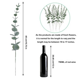 10 Pcs 17" Real Eucalyptus Shower Plant - Dried Stems Bundle for Bathroom Decor Preserved Eucalyptus Leaves Hanging for Shower Earthy Home Decor Greenery Fresh Eucalyptus Branches