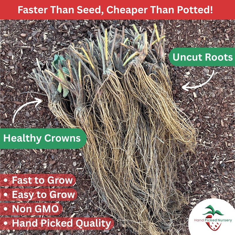 20 Chandler Strawberry Plants - Bare Root June Bearing Strawberries
