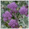 Everwilde Farms - 1 Lb Purple Sprouting Broccoli Seeds -