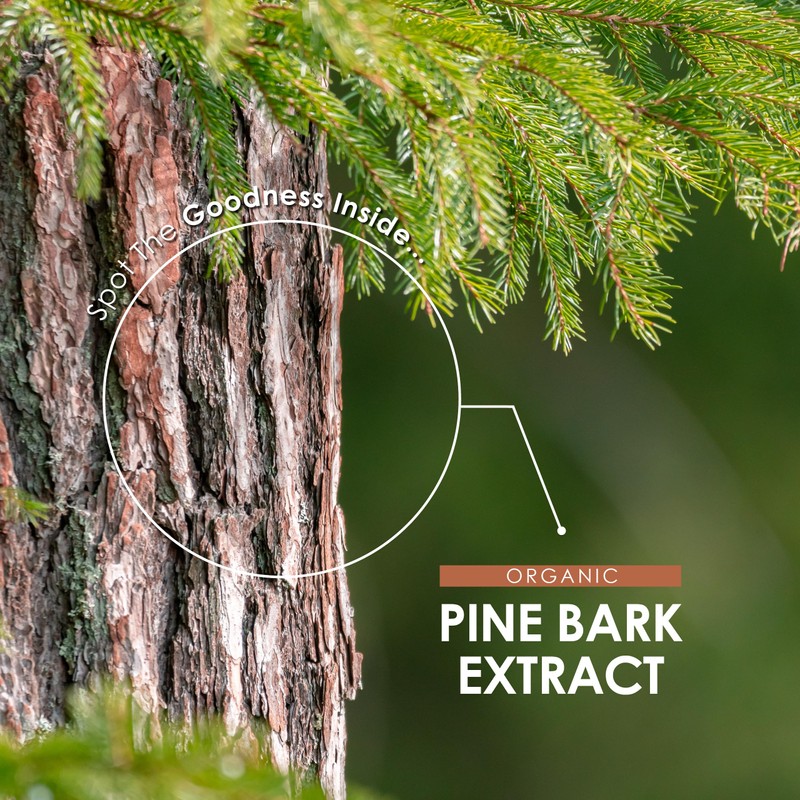 Organic Pine Bark Extract 7500mg – High Strength 237.5mg OPC