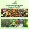 Outsidepride Kiss Mix Gazania Seeds for Planting – 25 Pcs