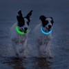 Novkin 2-Pack LED Dog Collar, Light Up Dog Collars,Rechargeable Dog