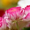 Ranunculus Bulbs - Picotee Pink - Beautiful Pink and White