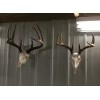 Antler Anchors European Deer Mounting System