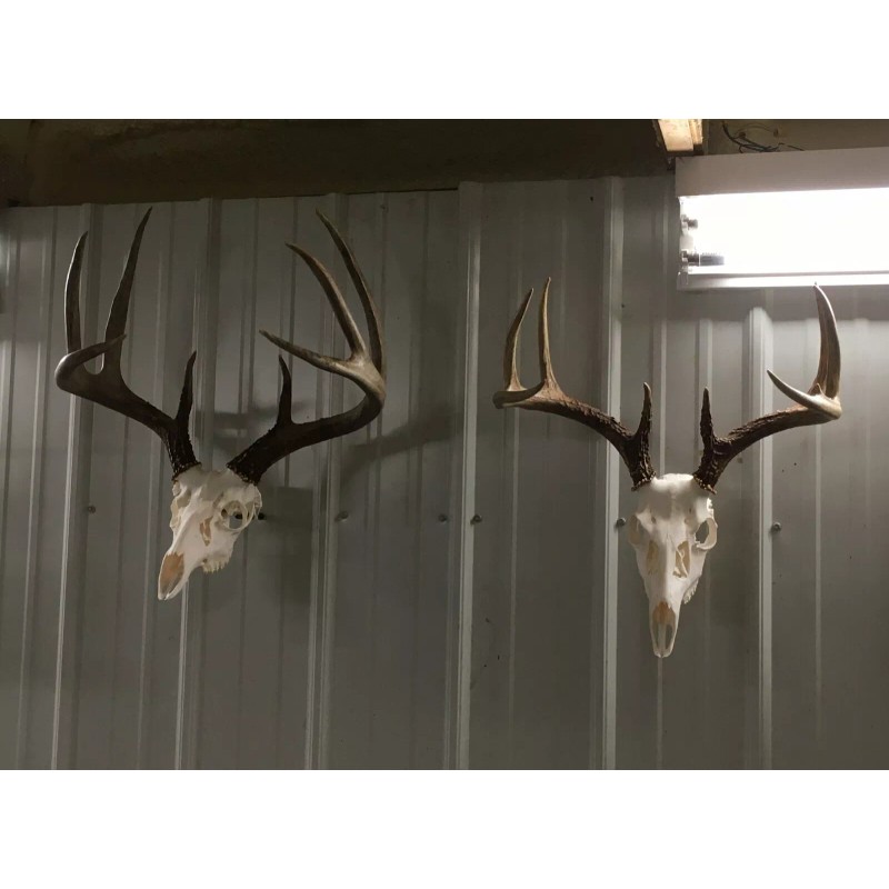 Antler Anchors European Deer Mounting System
