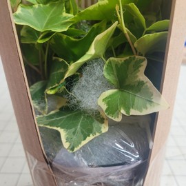 English Ivy Gold Child 4" Pot Live Houseplant - Healthy Hedera Helix Common Ivy for Indoor or Outdoor - Easy Care Plant (Ships from California)