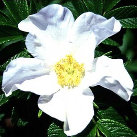 Rosa rugosa 'Alba': Rugosa Rose - White Seeds