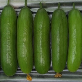 Cucumber Seeds - Green Light - Hybrid - 1 Oz ~1100 Seeds - Non-GMO, F1 Hybrid - Asian Garden Vegetable