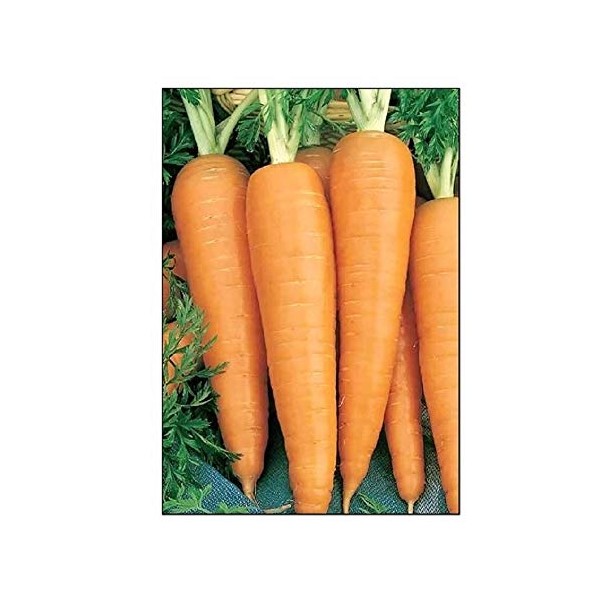 750 Danvers 126 Carrot Seeds | Non-GMO | Fresh Garden