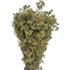 Certified Organic Greek Dried Mountain Oregano Bunch 85g - 1.95kg