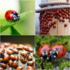 1500 Live Ladybugs - Good Bugs - Ladybugs - Ladybugs