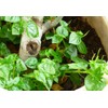 4000 Crab Claw Peperomia Seeds Vietnam Rau Cang Cua Vegetable