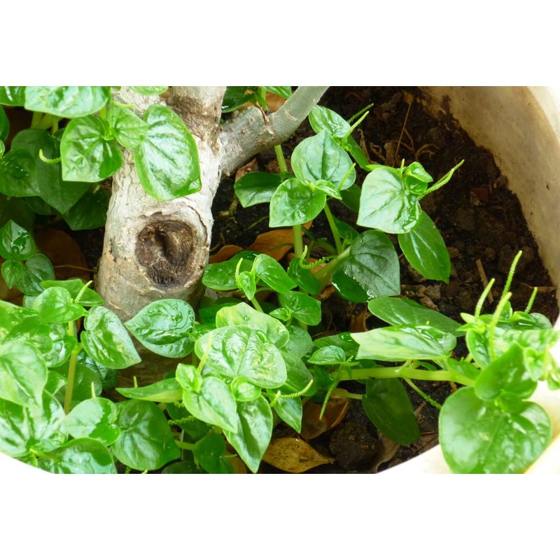 4000 Crab Claw Peperomia Seeds Vietnam Rau Cang Cua Vegetable