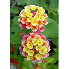 Lantana, Confetti" Live Plant in 3.5" Pot. Bright Flowers!