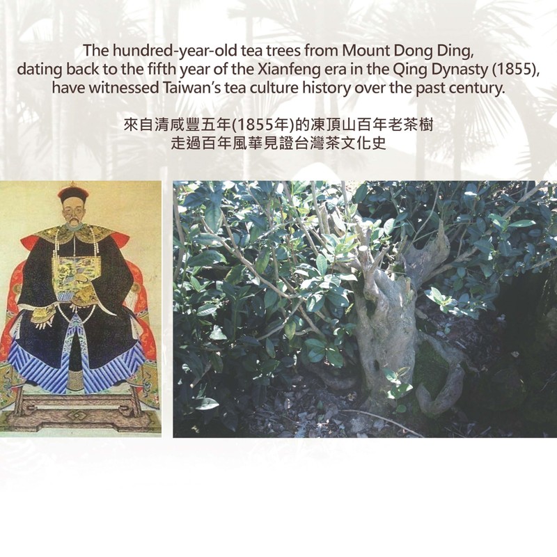 SHANJICHA Alishan Dong-Ding Oolong Tea 山記京華阿里山凍頂烏龍茶 (Taiwan Oolong Tea 台灣烏龍茶)