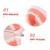 KICHOUSE Standard Size Dentals Model Tooth and Visible for Teaching