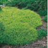 1000 Pcs Irish Moss Ground Cover Plant Fresh Garden Seeds