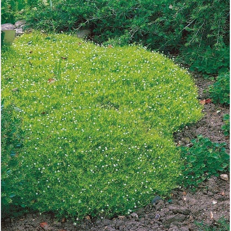 1000 Pcs Irish Moss Ground Cover Plant Fresh Garden Seeds