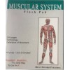 Brian Edwards Publishing MUSCULAR SYSTEM ANATOMY FLASH CARDS PAK'S by