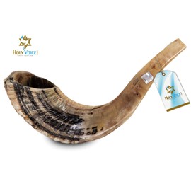 Holy Voice Kosher Ram Shofar Horn from Israel Traditional Half Polished, Holy Land Ancient Jewish Musical Instrument, Smooth Mouthpiece for Easy Blowing, Clear Sound Shofar (16"-18")