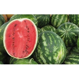 25 Florida Giant Watermelon Seeds for Planting Heirloom Non GMO 3.5 Grams of Seeds Garden Vegetable Bulk Survival