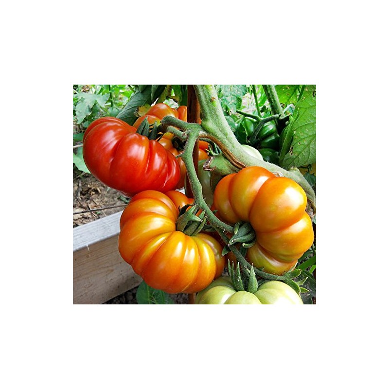 30 Costoluto Genovese Pomodoro Tomato Seeds, Heirloom Non-GMO, Low Acid,