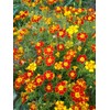 RAISE ME UP: Seeds Marigolds Mexican Mix Annual Flowers