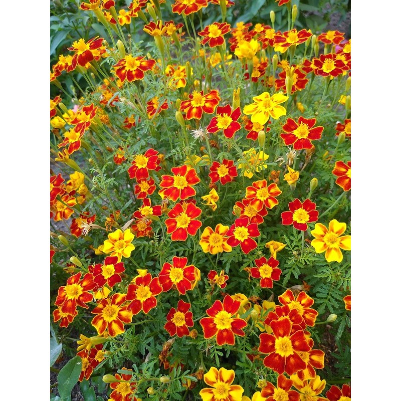 RAISE ME UP: Seeds Marigolds Mexican Mix Annual Flowers