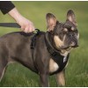 Vibrant Life Mesh Adjustable, Reflective Dog Harness, Black, Medium Paw