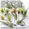 NABESHI Air Plant Folder, Air Plants, Stand, Air Plants, House
