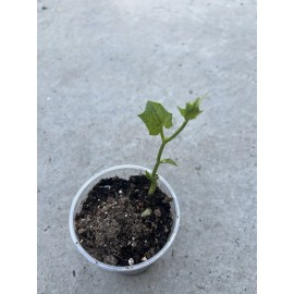 Chayote Plant With Pot 6” Ready To Plant