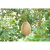 Beehive Guard Before Hornet's Nest