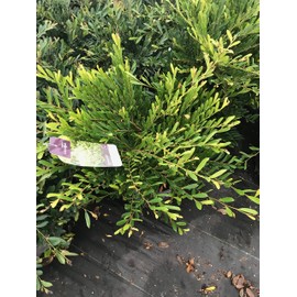 GARDENSOYVEY Cinnamon Girl DISTYLIUM (Distylium 'PIIDIST-V' PP27, 631)