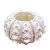 Xuniu Air Plants Sea Urchin Tabletop Tillandsia Holder Miniature Gardening