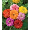 Zinnia - California Giant Mix - Bulk Pack 5,000 Seeds