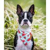 LunaMarie - Luxury Dog Bandanas - Cute Watermelon Design |