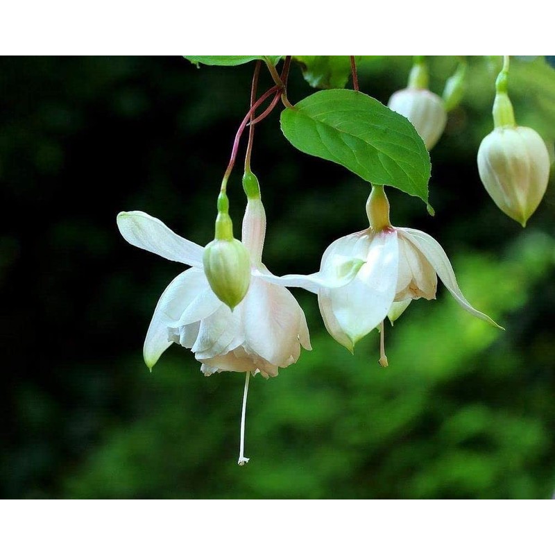 Mixed 100 Seeds Fuchsia Flower Seeds Perennial Home Bonsai