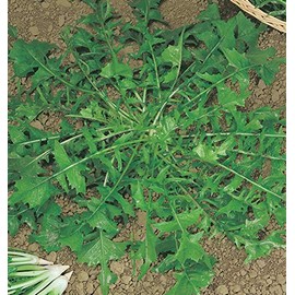 Salerno Seeds Chicory Cicoria Selvatico Da Campo Dandelion 7 Grams Made in Italy Italian Non-GMO